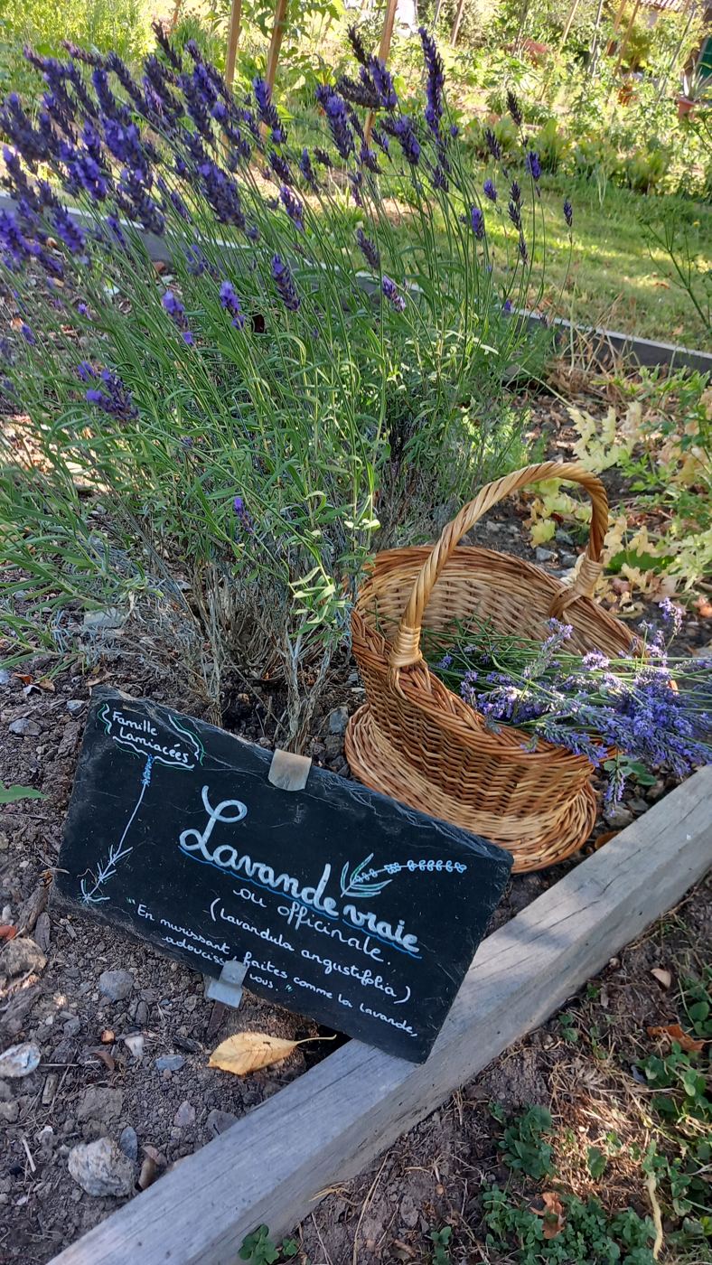 Massif de lavande en fleurs avec un panier et une ardoise « Lavande vraie »