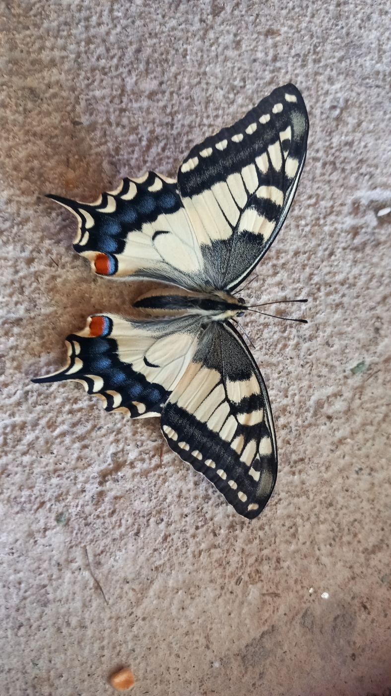 Papillon machaon posé, ailes ouvertes